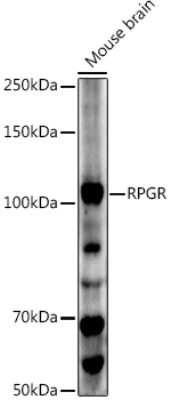 Western Blot: RPGR AntibodyAzide and BSA Free [NBP2-93653]